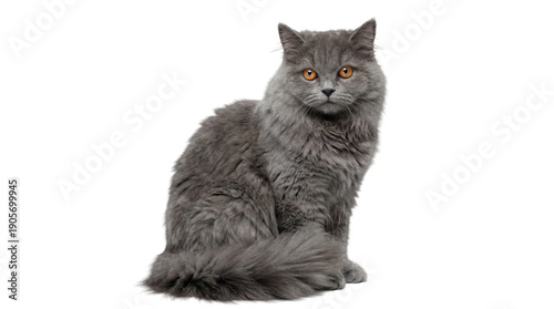 Obraz na plátne fluffy grey british longhair cat with bright orange eyes sitting elegantly on a transparent background, looking directly at the camera with a serious expression