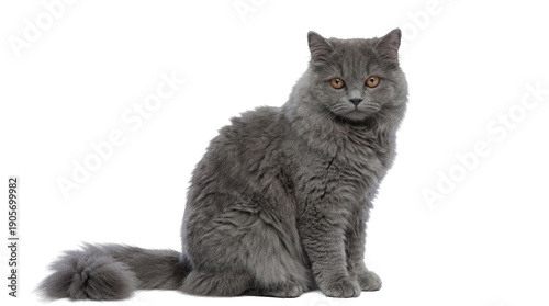 Φωτογραφία majestic grey british longhair cat with piercing orange eyes, captured sitting elegantly on a transparent background, presenting a sophisticated and direct gaze