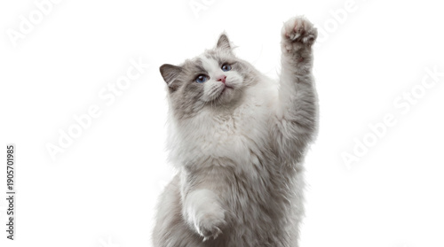 Photos a fluffy ragdoll cat with blue eyes reaches up with its paw, isolated on a transparent background