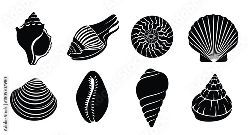 Seashells Collection Vector Icons