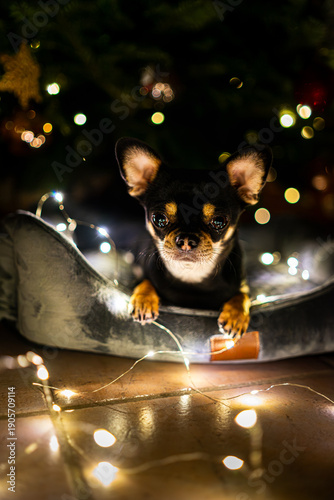 Diego the ChiHuahua ist lying under a Christmas Tree with some fairy lights 2025