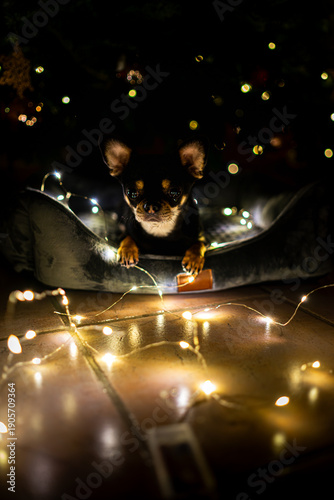 Diego the ChiHuahua ist lying under a Christmas Tree with some fairy lights 2025