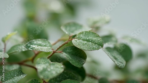 frost on leaf, green leaf, plants