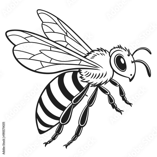 Black and white of a honey bee insect striped