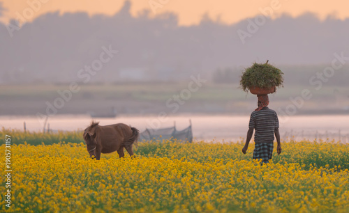 A man and a cow in a field of yellow flowers