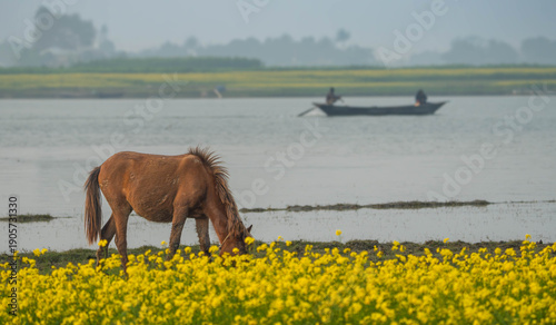 A brown horse grazing in a field of yellow flowers by a body of water