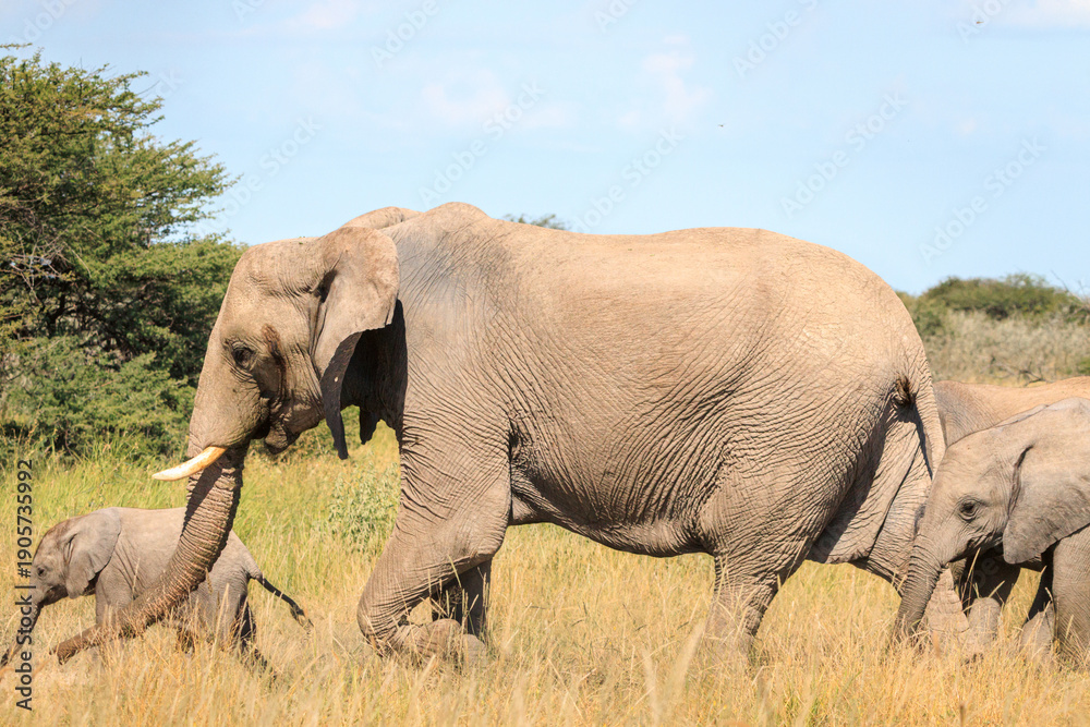 Fototapeta premium African Elephant Walking Through Tall Grass in the Savanna Bush Namibia