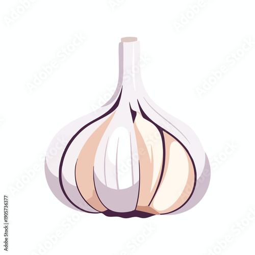Fresh Garlic Bulb on White Background for Cooking and Culinary Use