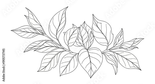 Black and White Leaf Illustration.