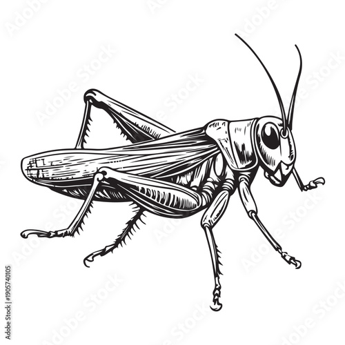 Detailed Black and White Illustration of a Grasshopper insect arthropod