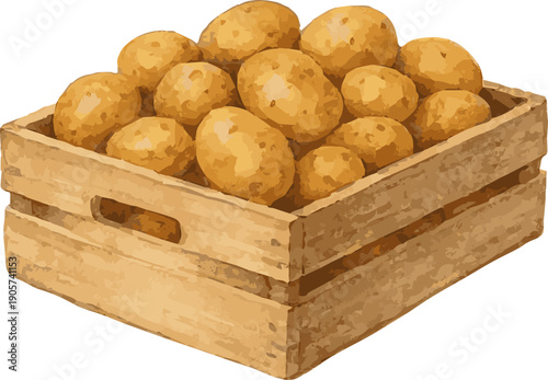 Vector watercolor illustration of a case of potatoes