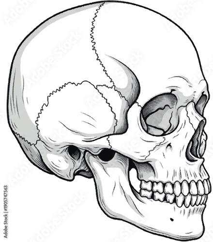 Human Skull Anatomy Illustration, Side View of Cranium Bone Structure with Teeth and Jaw Details