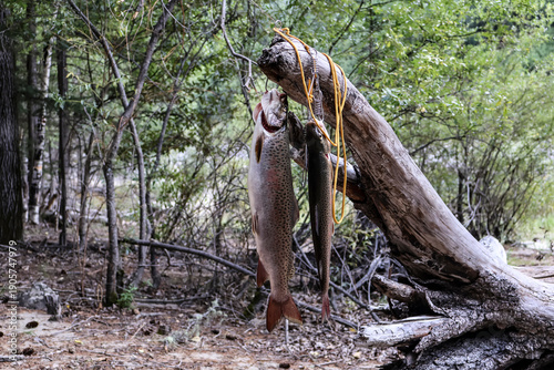 Freshly caught trout fish hanging on a wooden branch in the wild forest