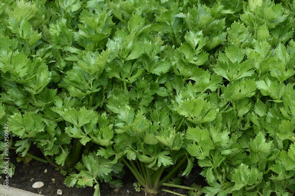 Obraz premium Stangensellerie, Apium graveolens var. rapaceum