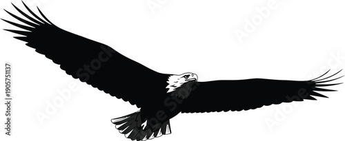 Eagle soaring with expansive wings creates a powerful symbol of freedom and strength in the sky.
