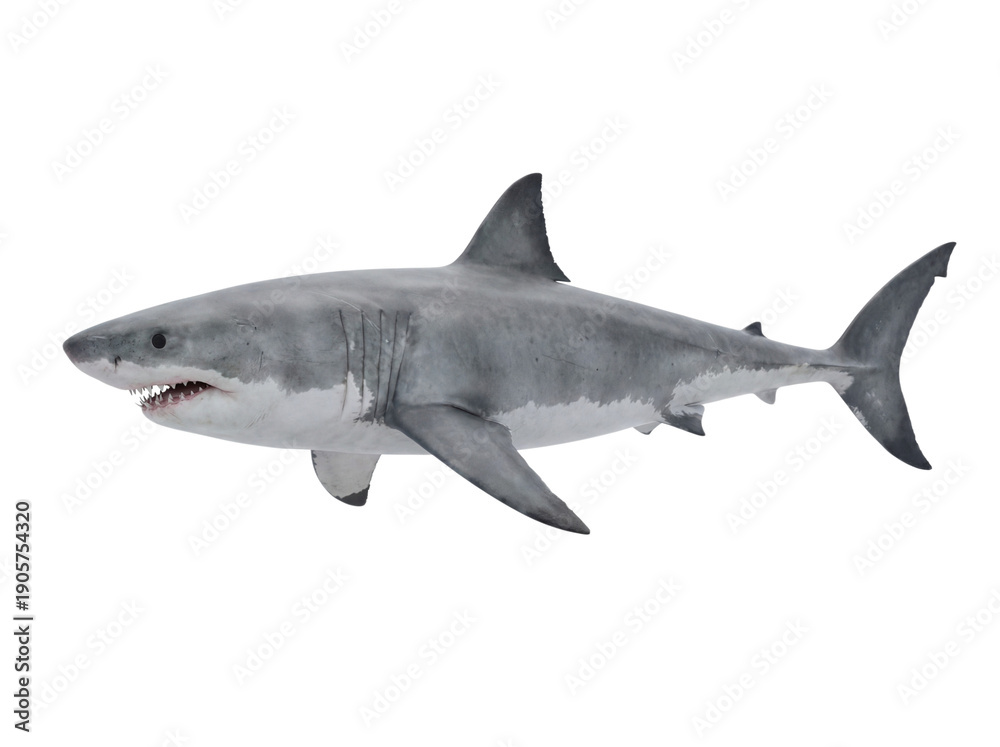 Fototapeta premium Great white shark side view, isolated on transparent background (PNG)