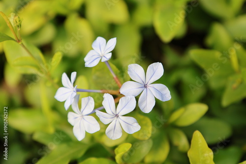Tableau sur toile Plumbago auriculata or Cape leadwort flower