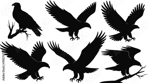 Collection of black eagle silhouettes in various poses on white background bird of prey