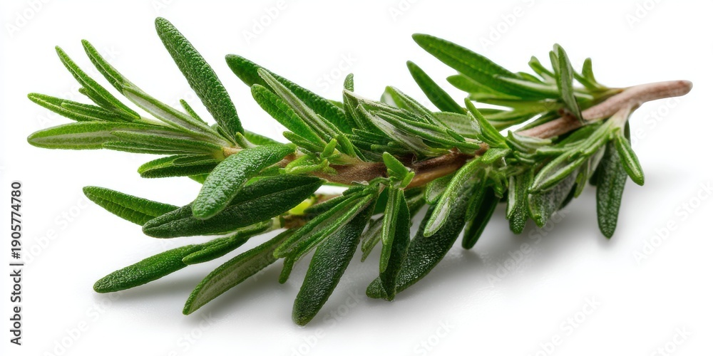 Fototapeta premium Fresh organic rosemary sprig isolated on clean white background with clipping path 