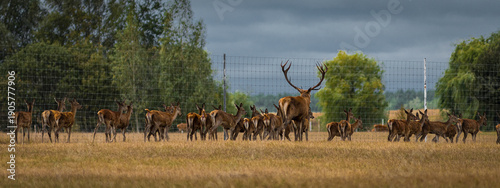 Red Deer Herd in Natural Meadow Habitat