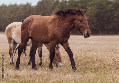 Wild Horses Grazing in Natural Meadow Landscape