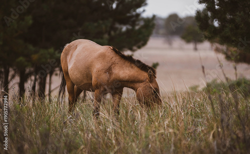 Wild Horses Grazing in Natural Meadow Landscape