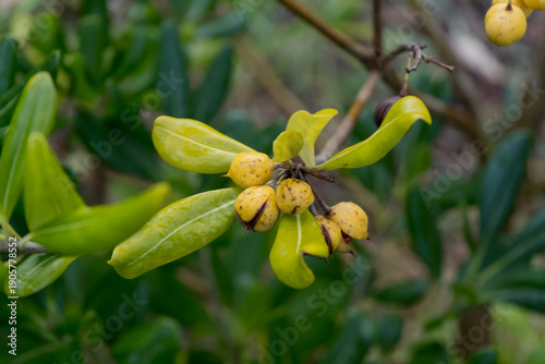Macro d’une branche de pittosporum tobira aux boules fanées