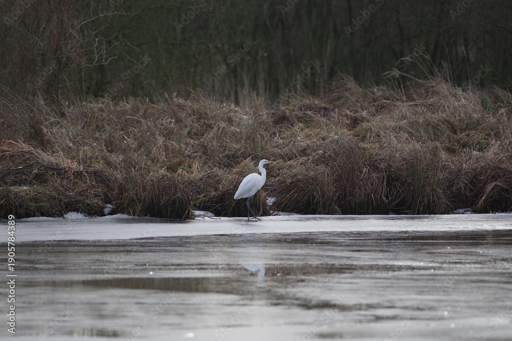 Obraz premium bird white heron (Ardea herodias) in the winter scenery