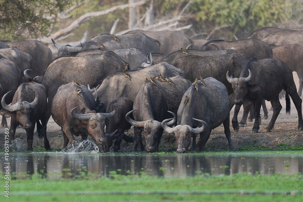 Obraz premium Large herd of African Buffalo (Syncerus caffer) drinking at a waterhole in South Luangwa National Park, Zambia