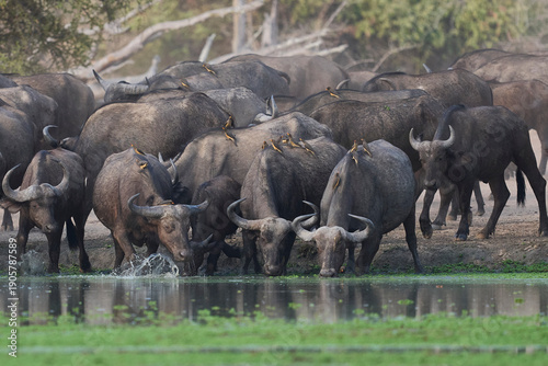 Large herd of African Buffalo (Syncerus caffer) drinking at a waterhole in South Luangwa National Park, Zambia