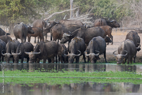 Large herd of African Buffalo (Syncerus caffer) drinking at a waterhole in South Luangwa National Park, Zambia