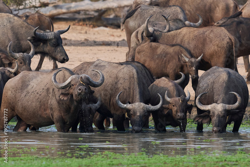 Large herd of African Buffalo (Syncerus caffer) drinking at a waterhole in South Luangwa National Park, Zambia