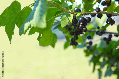 Blackcurrant berries on a bush in the garden.