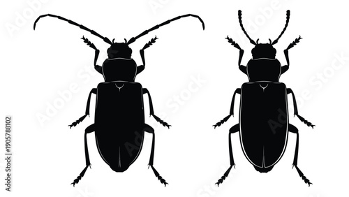 Two black and white illustrations of beetles with distinct body shapes and antennae. Vector
