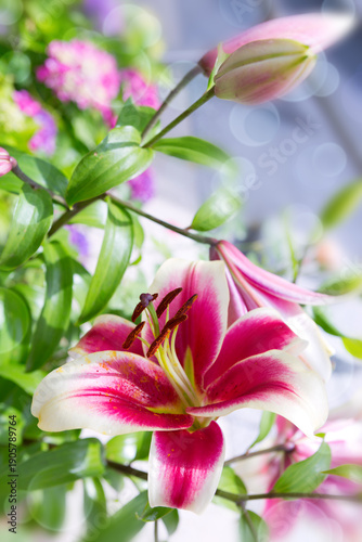 Macro pink lily flower isolated on green background