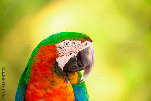A close-up of a macaw. The multi-colored parrot sits on a perch. The background is blurred, which emphasizes the bird's bright colors.