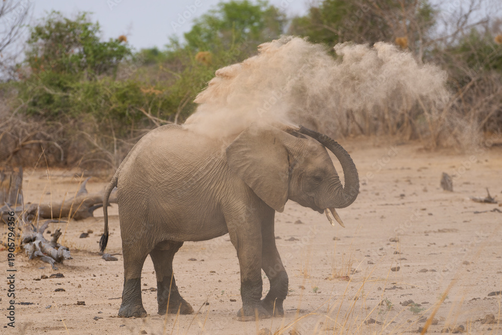 Fototapeta premium African Elephant (Loxodonta africana) dusting itself during the dry season in South Luangwa National Park, Zambia