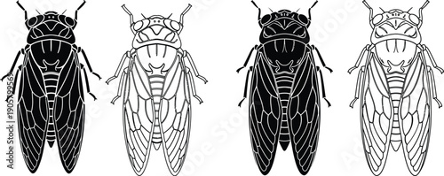 Detailed illustration of different cicada species showcasing their unique body structures in silhouette