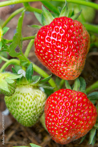 Red strawberries ripen under the green leaves in garden.
