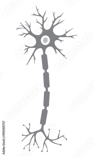 Neuron Cell Illustration