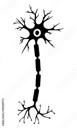 Neural Cell Diagram