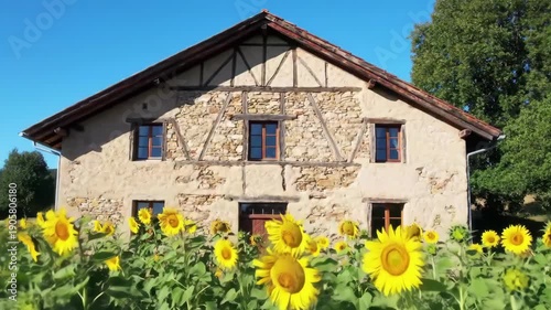 Sunflowers in bloom with rustic building under clear blue sky