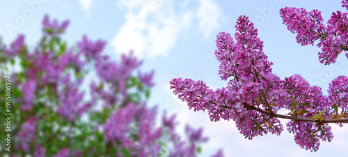 Lilac flower isolated on blue sky background