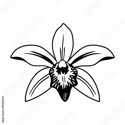 Elegant black and white vanilla orchid drawing with detailed petals in minimalist style on white background.