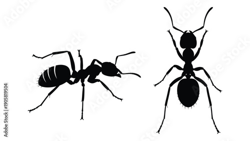 Two ants standing on a white background, one with wings and one without wings. Vector