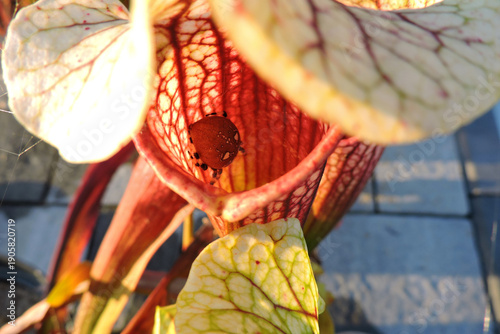 Wallpaper Mural A close-up of an orange and white four-spot orb-weaver spider inside a sarracenia pitcher Torontodigital.ca