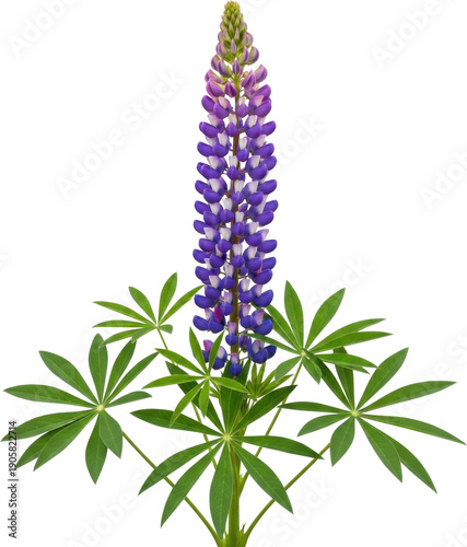 A vibrant purple lupine flower with green leaves on transparent background
