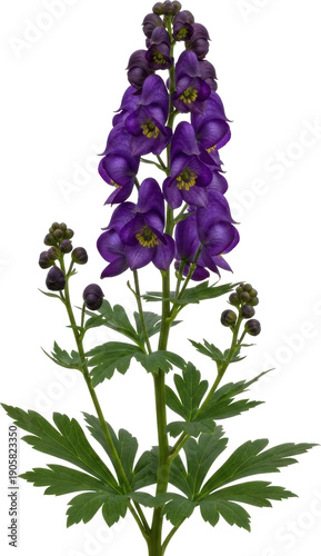 A realistic depiction of purple larkspur flowers and foliage on transparent background