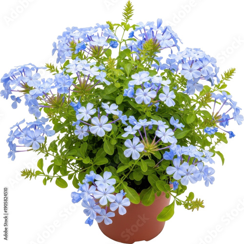 A vibrant cluster of blue plumbago flowers in a terracotta pot on transparent background