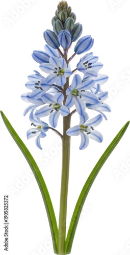 Delicate blue grape hyacinth flower illustration on transparent background